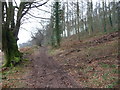 Woodland path below Craig yr Allt