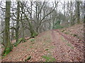 Woodland path below Craig yr Allt