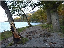 NN6423 : Loch Earn at Drummond Duie by Alan Reid