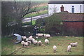 Feeding the sheep by Covenham Reservoir