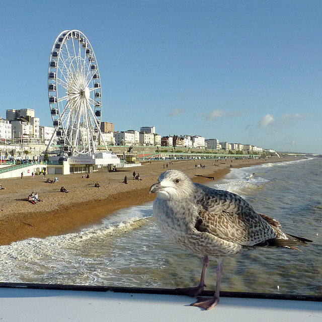 Brighton beach and seafront, with gull and wheel