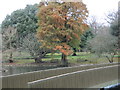 Sackler Crossing at Kew Gardens