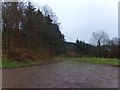 Southcott Wood near Eggesford