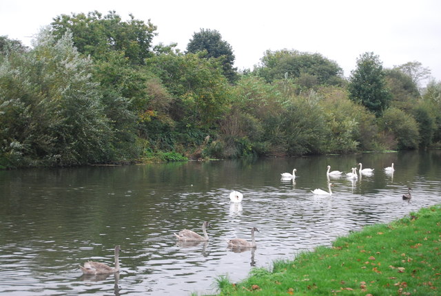 Swans on the River Lea