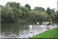 Swans on the River Lea