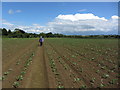 On field path between B4035 & Chipping Campden