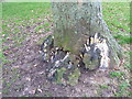 Fungus riddled tree in Alton Churchyard