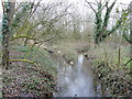 Confluence of streams at Fishbourne