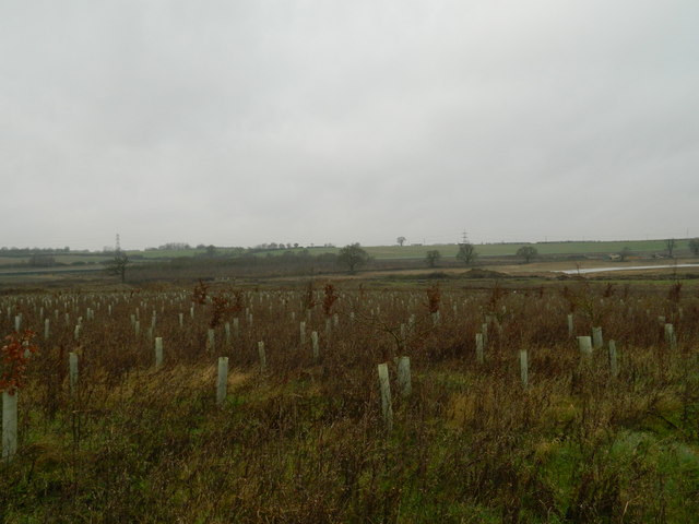 Newly Planted Trees