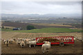 Sheep at a feeder above Linksholm, Rattray