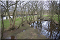 Riparian woodland beside the Ericht at Kitty Swanson