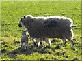 Ewe and lambs near Tynyreithin Hall Farm