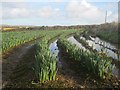 Waterlogged field of daffodils at Polgigga