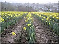 Field of daffodils - in December!