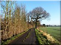 Winter tree on Hungate Lane