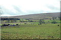 Sheep grazing near Craggan