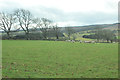 Sheep grazing near Ochtermuthill