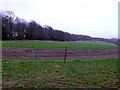 Fodder Field at Blackfern Plantation