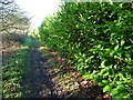 SE4232 : Laurel hedge alongside the East Garforth footpath by Christine Johnstone