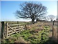 Winter trees on a field boundary