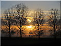 Silhouetted trees by the golf driving range in Saltney