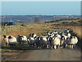 Swaledales at Deans Farm