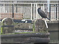 TQ3586 : Cormorant on the Lea by Dave Pickersgill