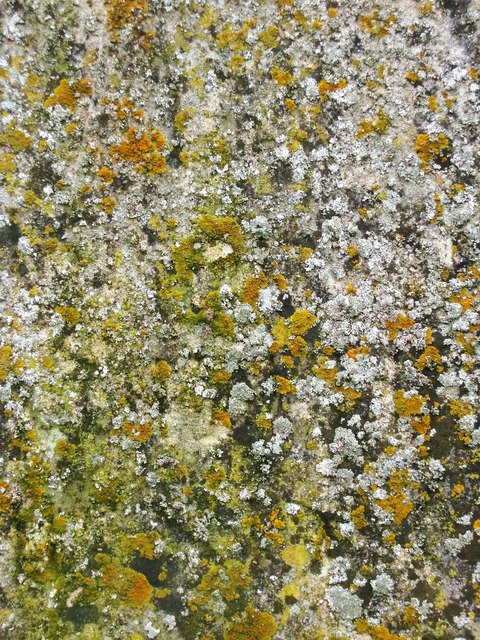 Lichen on a tombstone, Wotton churchyard