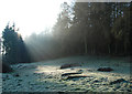 Sun, mist and frost at Knotmoor Plantation