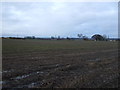 NZ3518 : Farmland, West Newbiggin by JThomas