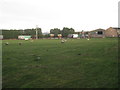 Grazing sheep, Manor Farm, Skellingthorpe