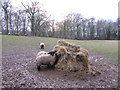 Cotswold Sheep near Broadway