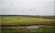 TM2536 : Trimley Marshes by N Chadwick