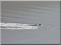 NM8602 : Otter in Loch Ederline by sylvia duckworth