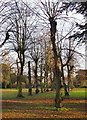 Avenue of lime-trees at Chiswick House