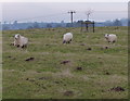 Sheep north of Gaulby Road