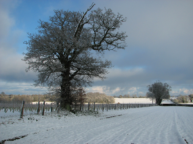 Snow-covered fields, Surlingham