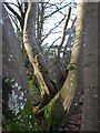 SX7878 : Beech trunks, Yarner Wood by Derek Harper