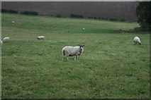 TQ0348 : Sheep by the Pilgrims' Way by N Chadwick