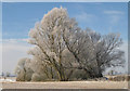 SE7873 : Wintry trees round Borough Mere by Pauline E