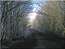 TL5559 : Frosty byway by John Sutton
