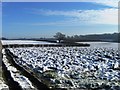 Snowy fields