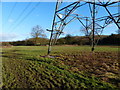 Electricity pylon in the Castle Hill Country Park