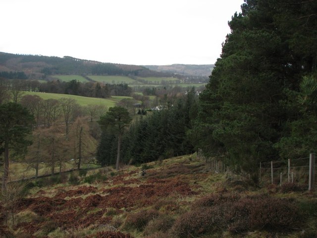 Forest on Newby Craigs