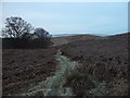 Track near Meikle Caldon