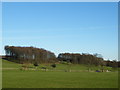 View to the Deer Park, from the East Front of Wentworth Woodhouse, near Rotherham