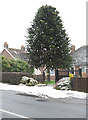 Monkey Puzzle Tree on A271 at Lower Horsebridge