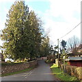 Tall trees alongside Boughspring Lane, Tidenham