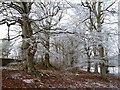 A beech wood at Lowood Estate