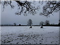 Winterborne Zelston: horses in a snowy field